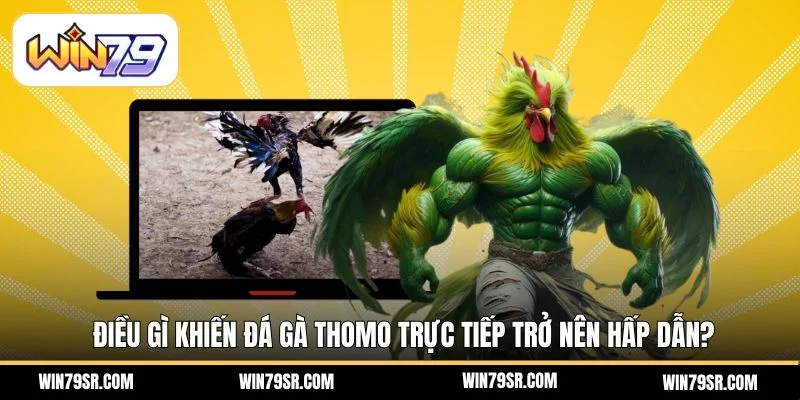 Điều gì khiến đá gà Thomo trực tiếp trở nên hấp dẫn?