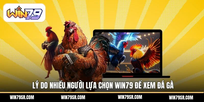 Lý do nhiều người lựa chọn Win79 để xem đá gà