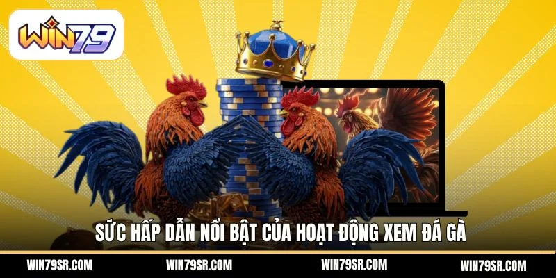 Sức hấp dẫn nổi bật của hoạt động xem đá gà